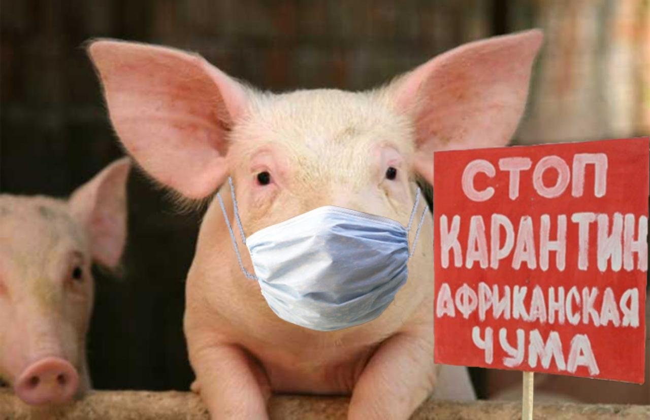 На территории ОП «Акатная Маза» ООО «Свинокомплекс Хвалынский» установлен карантин по заболеванию свиней африканской чумой.